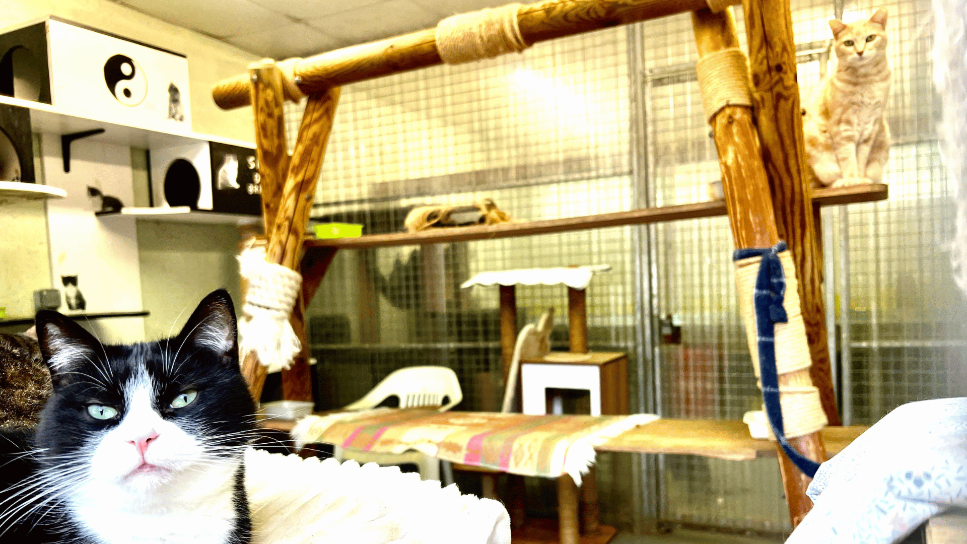 spa-brive-refuge-chiens-chats