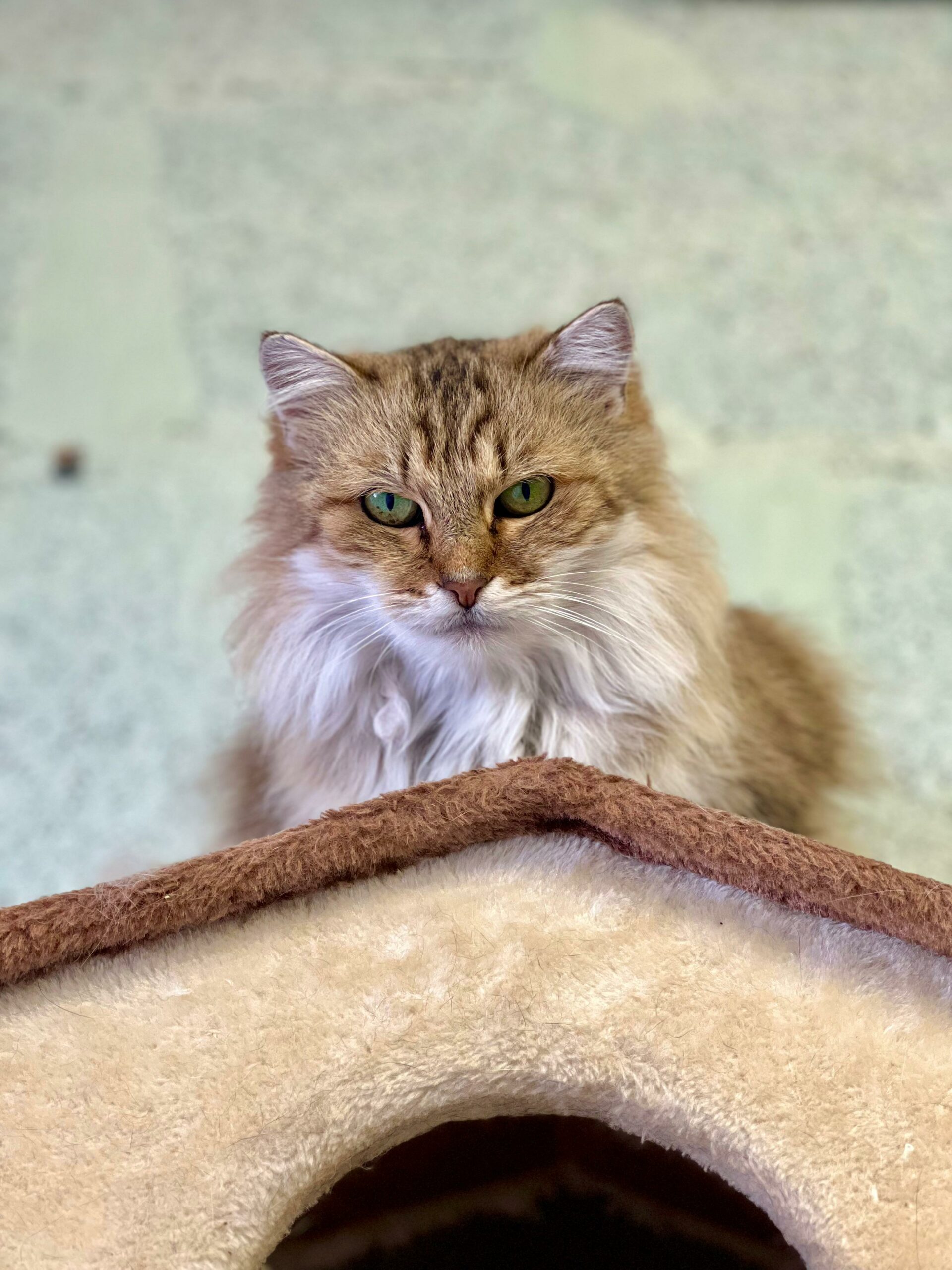 spa-brive-refuge-chiens-chats (12)