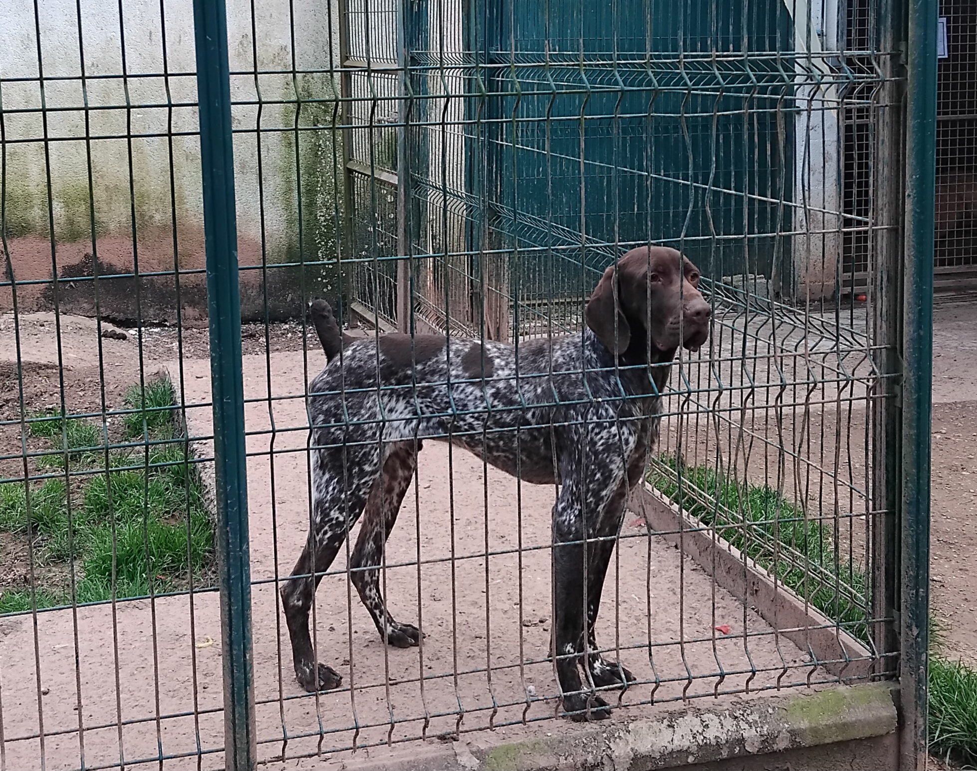 spa-brive-refuge-chiens-chats