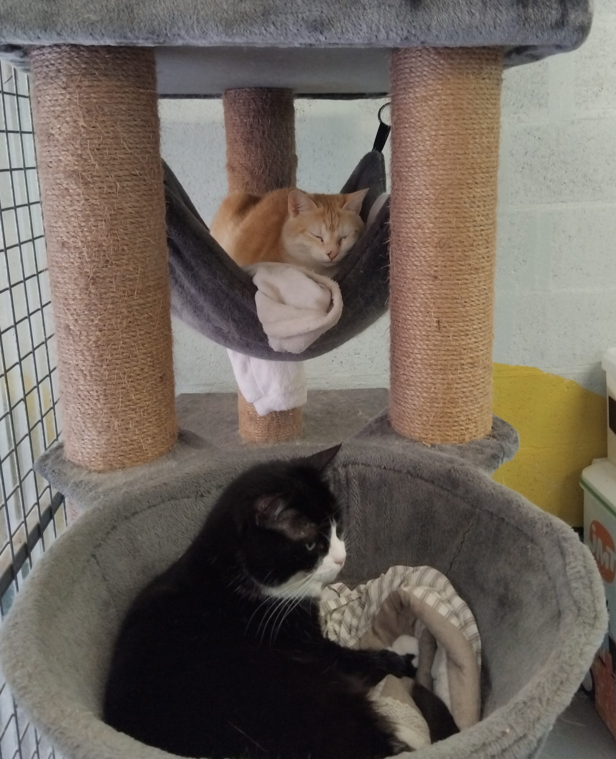 spa-brive-refuge-chiens-chats